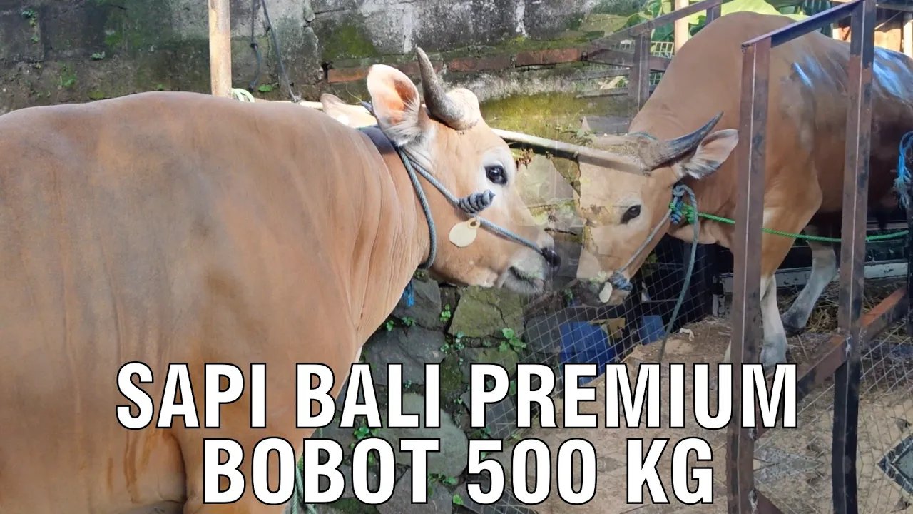 
                                 Kurban-Sapi-Bali-Premium-Bobot-500-Kg